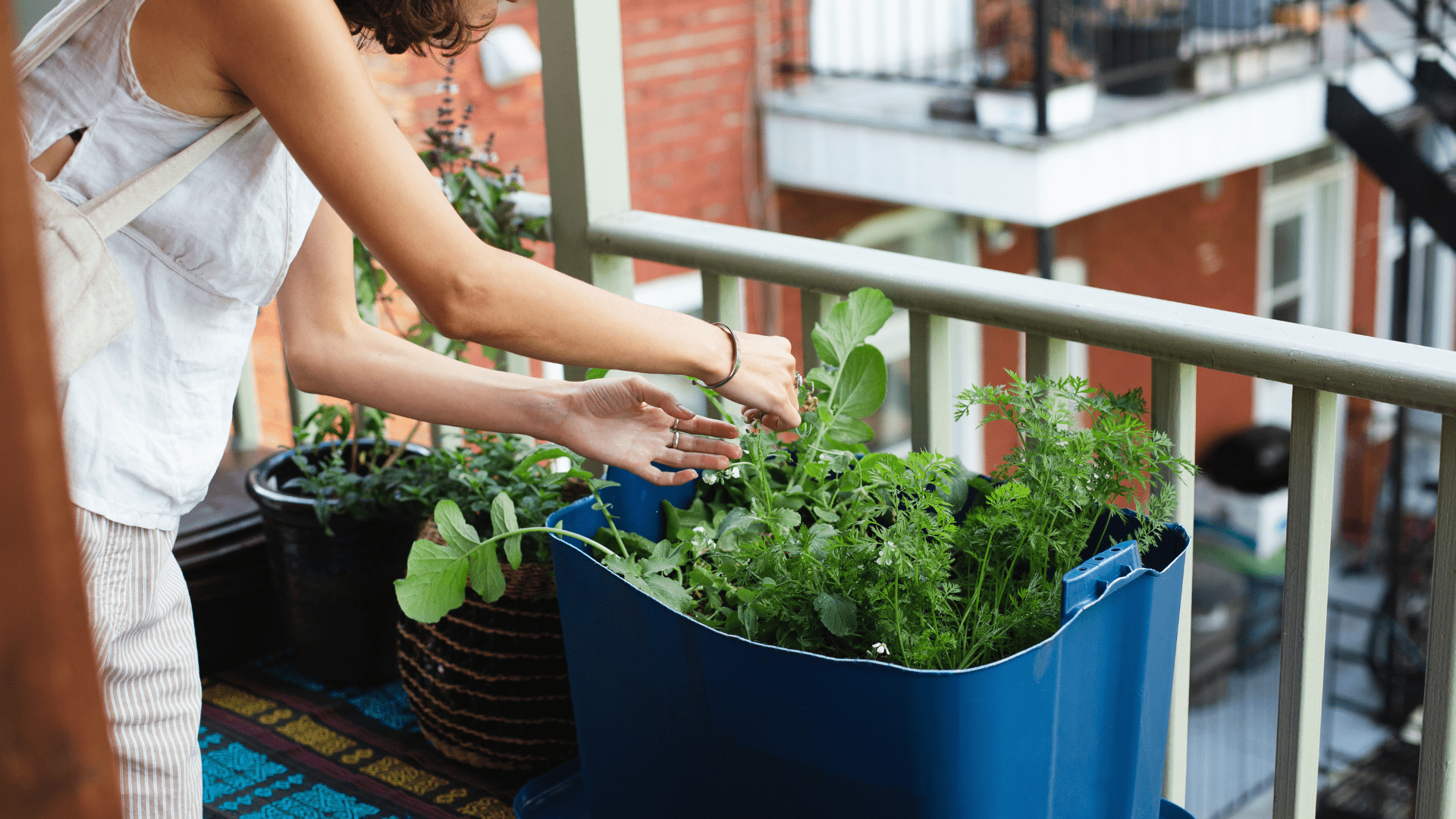 Urban Gardening